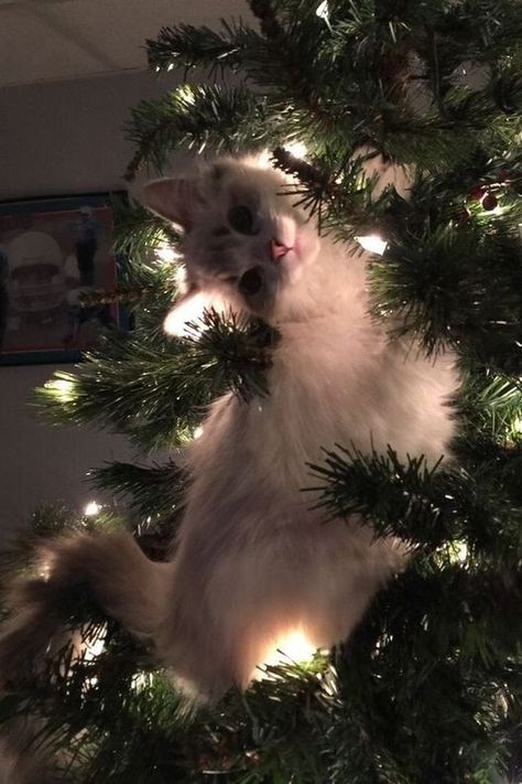 Christmas Pfps, Christmas Kitten, Silly Cats Pictures, Cat Photos, Christmas Vibes, Silly Animals, Cat Aesthetic, Funny Cute Cats, Silly Cats