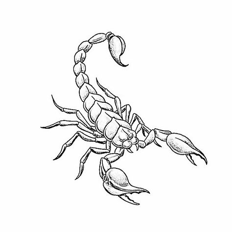 Detailed Scorpion Tattoo, Minimalistic Scorpion Tattoo, Scorpion Tattoo Feminine Outline, Scorpion Tattoo Flash, Scorpion Tattoo Outline, Scorpion Tattoo Drawing, Scorpion Tattoo Stencil, Cute Scorpion Tattoo, Scorpion Sketch