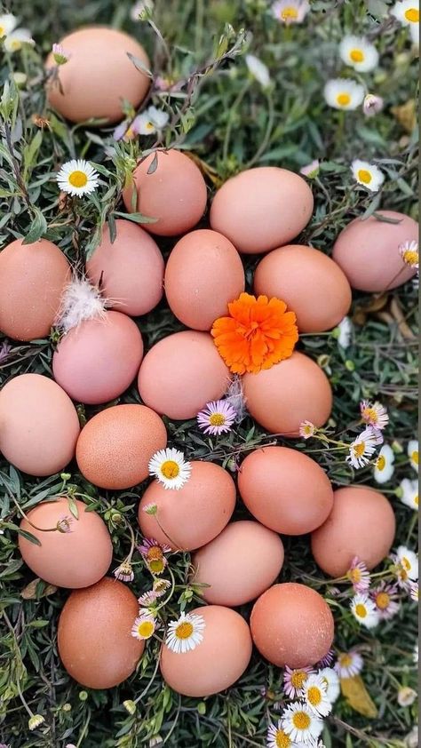 Farm Fresh Eggs Picture, Aesthetic Cottages, Egg Images, Backyard Homestead, Eggs Image, Egg Pictures, Forest Life, Spring Things, Future Farms