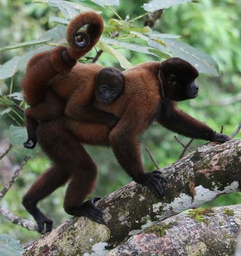 Nature is Amazing ☘️ on X: "This beautiful creature is a wooly monkey, and there is only about 1000 of them left in the world. https://t.co/wiI5PVDOVq" / X Woolly Monkey, Ape Monkey, Paws And Claws, Monkey Business, Noahs Ark, Animal Friends, Amazing Animals, Primates, Zoo Animals