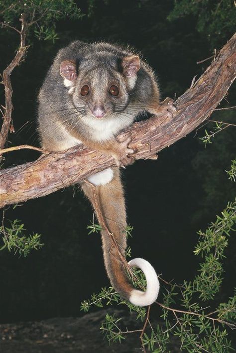 Australian ringtail possum - adult . Often found in suburban gardens. Google search Possum Australia, Ringtail Possum, Australian Possum, Australian Mammals, Aussie Icons, Animals Australia, Aussie Animals, Gods Country, Birds Beautiful