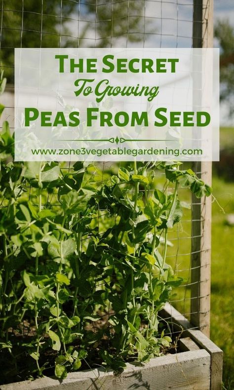 Front Yard Garden Vegetable, Inground Garden, Pea Trellis Ideas, How To Grow Peas, Grow Peas, Pea Trellis, Growing Beets, Small Trellis, Growing Peas