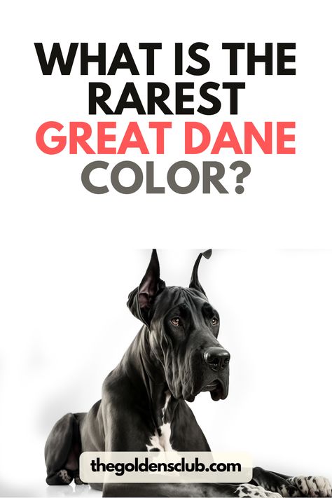 We are huge fans of Great Dane dogs around here. And how couldn’t we be? These dogs are literal angels walking on Earth with us. Great Dane Kennel Ideas, Dalmatian Great Dane, Great Dane Names Male, Great Dane Wallpaper, Great Dane Grey, Great Dane Quotes, Great Dane Lab Mix, Great Dane Colors, Brindle Great Dane