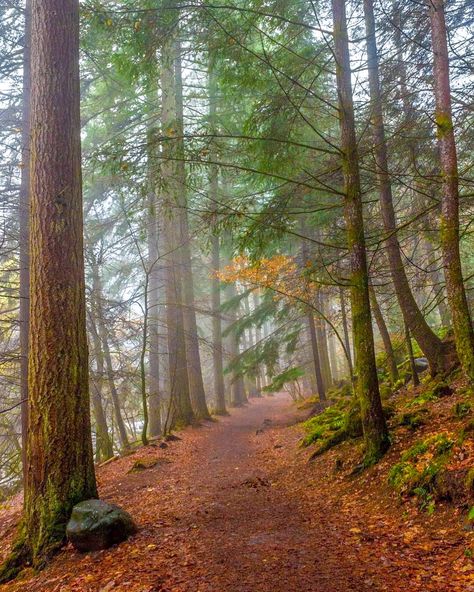 🇬🇧 Hermitage Woodland Walk (Perthshire, Scotland) by Rosie (@rosie_baillie) on Instagram cr.🏴󠁧󠁢󠁳󠁣󠁴󠁿 Autumn In Scotland, Scotland Forest, Scotland Wallpaper, Scotland Autumn, Perthshire Scotland, Scotland Landscape, Woodland Walk, Dream Trips, Leaf Peeping