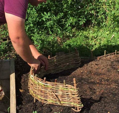 How-To Build Woven Wattle Edging — Bee Better Naturally with Helen Yoest Waddle Fence, English Garden Design, Growing Veggies, Community Garden, Family Garden, Colonial Williamsburg, Garden Edging, Raised Bed, Green Wood