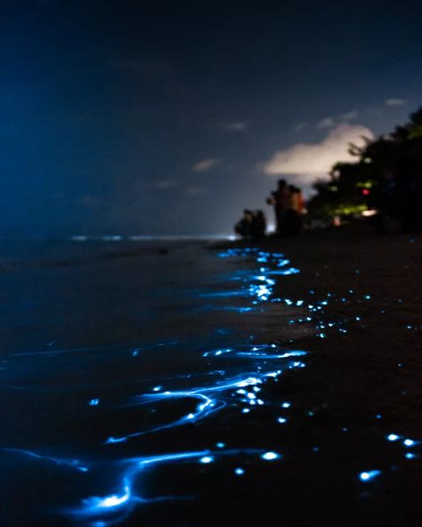 Maldives Blog | Maldives Secrets Bioluminescent Plankton, How To Photograph, The Maldives, Dream Destinations, Maldives, See It, Northern Lights, Bucket List, Natural Landmarks