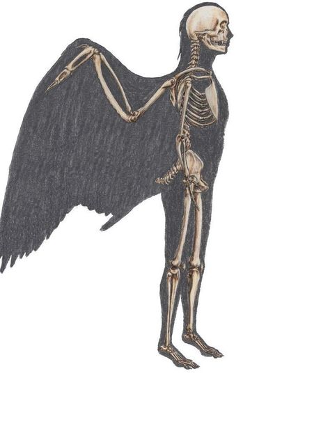 Angel Skeleton, Pectoral Girdle, Spinal Column, Hoodie Drawing, Wings Drawing, Human Eyes, Art Angel, Kingdom Animalia, Skeleton Art