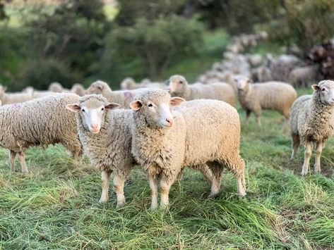 Sheep Breeds, Hobby Farms, The Shepherd, English Countryside, Family Farm, Christmas Animals, New Hampshire, Free Pictures, Flocking