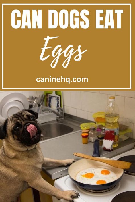 As a dog owner, you probably know that some human foods are safe for dogs to eat, while others should be avoided at all costs. But what about eggs – are they good for dogs to eat or not so much? So, can dogs eat eggs? Yes, dogs can eat cooked eggs. Hard-boiled or scrambled eggs are completely safe for dogs and are a great source of protein. #candogseateggs #candogseatraweggs Can Dogs Eat Eggs, Diy Dog Food, Health Dinner, Human Food, Can Dogs Eat, Hard Boiled, Dog Eating, What Happened To You, How To Cook Eggs