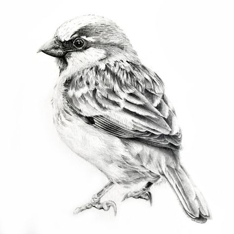 Pencil Art Drawings Birds, Sparrow Bird Drawing, Pencil Bird Drawing, Sparrow Sketch, Sparrow Illustration, Birds Sketches, Birds Sketch, Bird Sketches, Sparrow Drawing