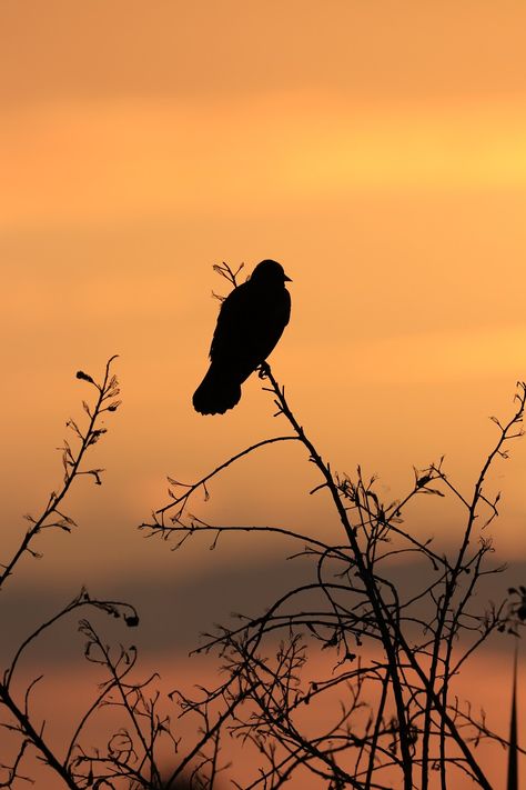 Silhouette Landscape Photography, Creative Silhouette Photography, Silouttes Photography, Sunset Silhouette Photography, Silhouette Photography Aesthetic, Jungle Bungalow, Gouache Inspiration, Silhouette Aesthetic, Dog Portrait Photography