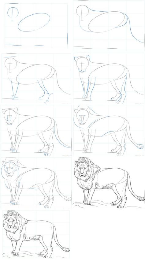 basic2 Step-by-step guide on how to draw a lion, from basic shapes to detailed sketch, illustrated in a 9-panel sequence. | Sky Rye Design Lion Body Drawing, How To Draw Lion, Lion Drawing Step By Step, How To Draw A Lion, Lion Art Drawing, Drawing A Lion, Basic Drawing Techniques, Draw Lion, Draw A Lion