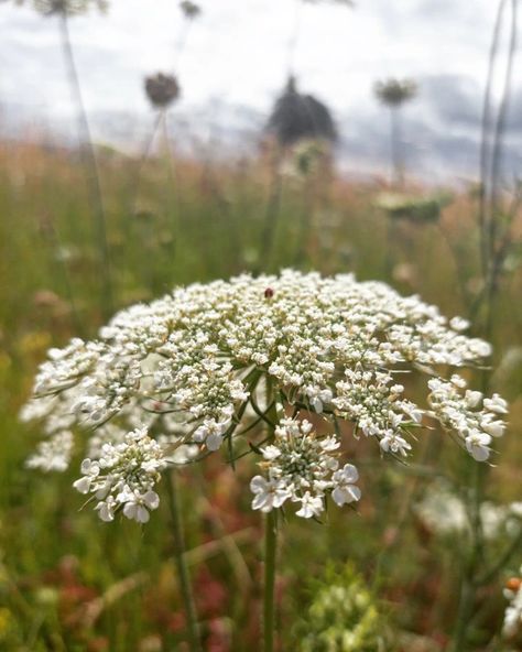 Wild Carrot Flower, Poison Hemlock, Uk Castles, Wild Carrot, Wild Foraging, Carrot Flowers, Queen Anne's Lace Flowers, Queen Annes Lace, Plant Combinations