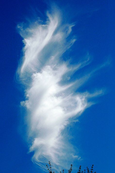 The Weirdest Clouds that You'll Ever See | Webdesigner Depot Angel Clouds, The Blue Sky, Cloud Shapes, Water Me, What Do You See, Storm Clouds, Cloudy Day, Sky And Clouds, Beautiful Sky