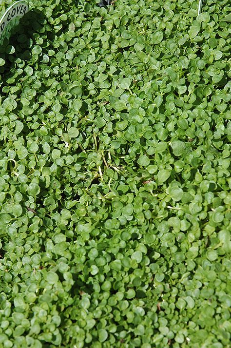 Corsican Mint, Sammamish Washington, Garden Border Edging, Alpine Garden, Mountain Nursery, Farm Nursery, Full Size Photo, Ground Cover Plants, Outdoor Pots