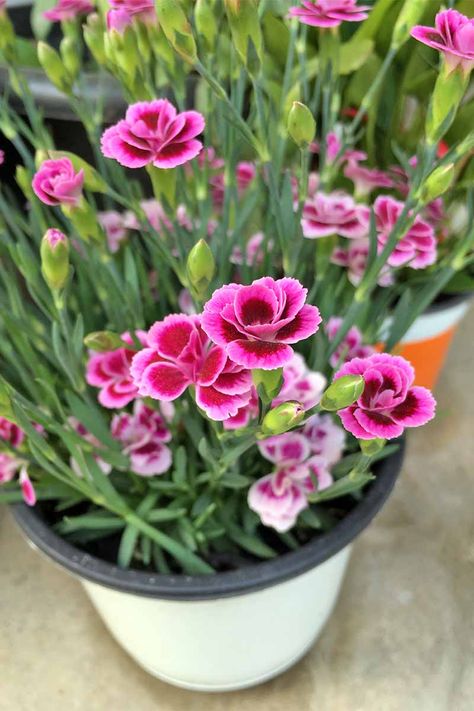 Dianthus Care, Growing Carnations, Dianthus Perennial, Carnations Flower, Carnation Plants, Dianthus Flowers, Creative Garden Decor, Fragrant Plant, Easy Care Plants