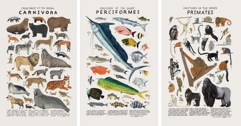 In her animal illustrations, artist Kelsey Oseid explores different animal groups. Her posters show the diversity of the world's living things. Animal Groups, Animal Illustrations, Living Things, Primates, Animal Illustration, Animal Kingdom, Illustrations, Comics, The World