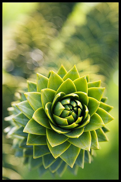 Monkey Puzzle Tree Tattoo, Tree Line Tattoo, Puzzle Tattoo, Puzzle Tree, Monkey Puzzle Tree, Vancouver Photos, Monkey Puzzle, Pattern Inspiration, Vancouver British Columbia