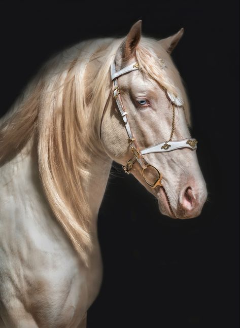 Like a golden-tinted pearl. Beautiful Horses Wild, Andalusian Horses, Black Bg, Lusitano Horse, Elegant Horse, Golden Horse, Rodeo Horses, Eagle Wings, Andalusian Horse