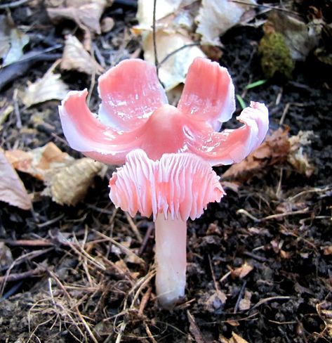 Mushroom Names, Mushroom Core, Green Mushroom, Fungi Art, Mushroom Images, Mushroom Plant, Plant Games, Mushroom Pictures, Pink Mushroom