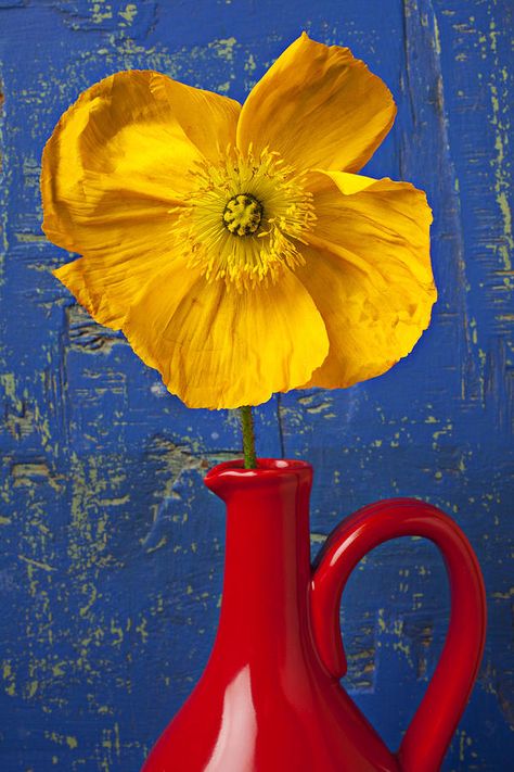 Iceland Poppy, Color Harmony, Foto Art, Yellow Aesthetic, Red Aesthetic, Mellow Yellow, Color Textures, Colour Schemes, Red Poppies