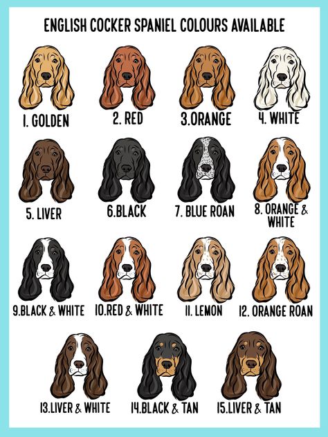 English Cocker Spaniel ID Tag - 4. White Cocker Spaniel Colors, Show Cocker Spaniel, Cocker Spaniel Breeds, Spaniel Cocker, Spaniel Breeds, Spaniel Art, Luxury Dog Collars, Cute Dog Collars, Fancy Dog