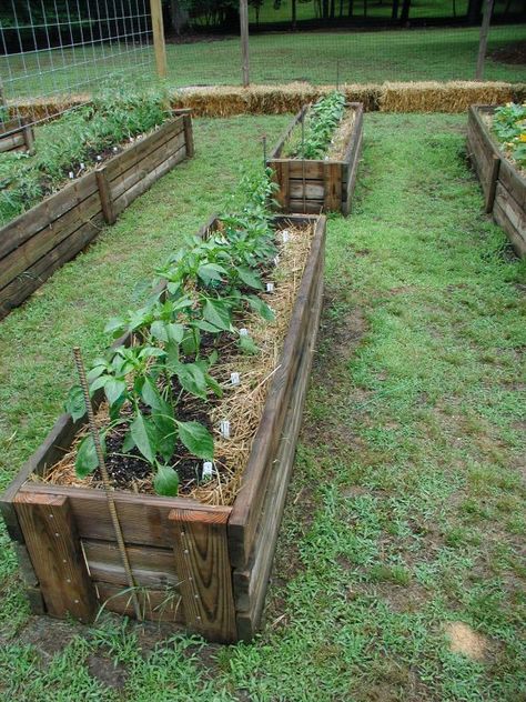 Strawbale Gardening, Straw Bale Gardening, Tanaman Indoor, Building A Raised Garden, Straw Bale, Have Inspiration, Vegetable Garden Design, Garden Boxes, Garden Bed