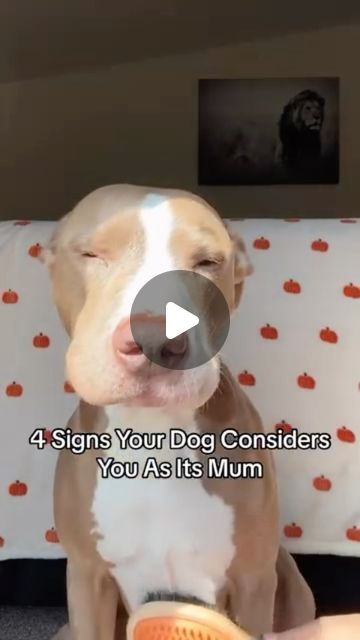 Knight & Aston🐶 on Instagram: "4 signs your dog considers you as its mum 🐶❤️ . #pitbull #pitbullsofinstagram #dogstagram #reels #dogsofinstagram #dogsofinstaworld #weeklyfluff #cutenessoverload #dogslife" Pitbull Vs Chihuahua, Pitbull Dog Video, Pitbull Dog Quotes, Pocket Pitbull, Big Pitbull, Gentle Giant Dogs, Dogs Doing Funny Things, Cute Big Dogs, God Dog