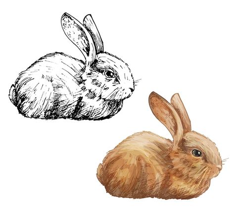 Rabbits Drawing, Sitting Sketch, Rabbit Sitting, Rabbit Vector, Monochrome Illustration, Bunny Drawing, White Rabbits, Hand Drawn Vector Illustrations, Hand Drawn Vector