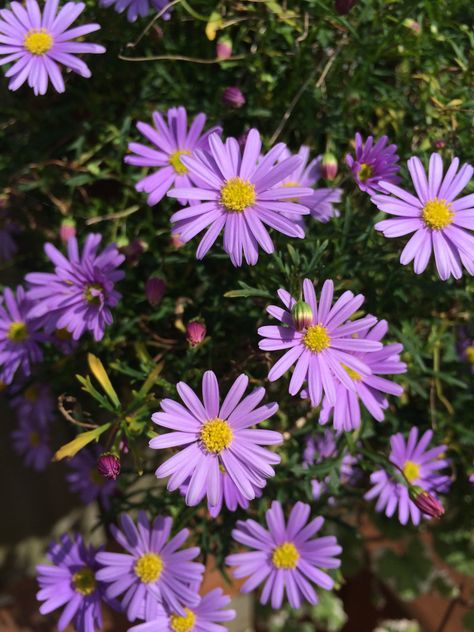 Purple Daisies Aesthetic, Daisy Flower Purple, Ying Yang Art, Daisy Purple, Live Flowers, Tiktok Challenge, Flower Face, Stony Brook, Black Woman Artwork