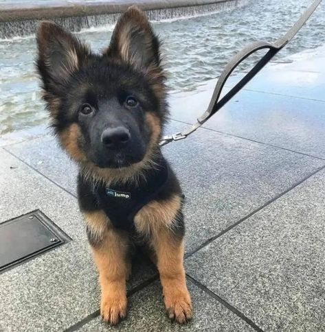 🐶🐶🐶 Baby German Shepherds, German Sheperd Dogs, Psy I Szczenięta, Gsd Puppies, Pretty Dogs, Cute Dogs And Puppies, Shepherd Puppies, Cute Animal Photos, German Shepherd Puppies