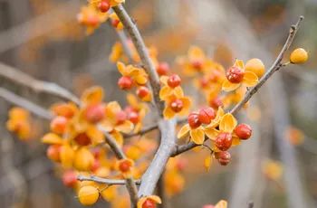 Bittersweet Plant, Bittersweet Vine, Clematis Flower, Garden Vines, Invasive Plants, Floral Branch, Climbing Vines, Gardening Advice, Flowering Vines