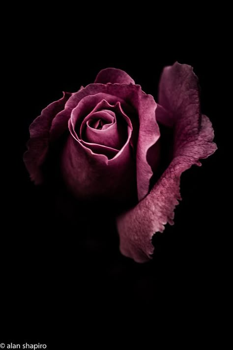 Matka Natura, Belle Rose, Dark Flowers, Rose Photography, Purple Rose, Beautiful Rose Flowers, Rose Wallpaper, Dark Photography, Dark Floral