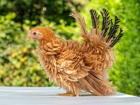 Small Chicken Breeds, Frizzle Chickens, Buff Orpington, Bantam Chickens, Day Old Chicks, Chicken Pictures, Chicken Eating, Beautiful Chickens, Raising Backyard Chickens