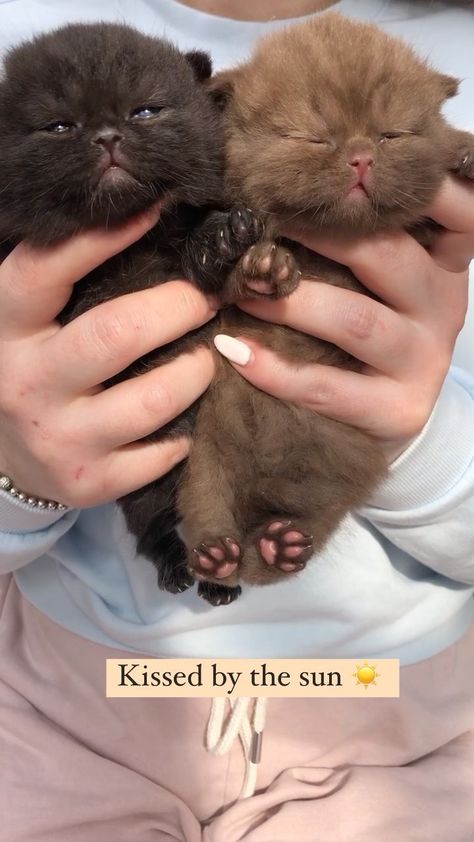 Brown Cat And Black Cat, Black And Brown Cats Together, Black And Brown Cat, Brown Kitten Aesthetic, Pfp Cats, Brown Pfp, Brown Kitty, Brown Cats, Brown Kitten