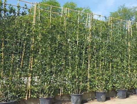 Holm Oak Pleached. Evergreen Pleached Trees for Sale Online UK Potted Trees Patio, Yard Drawing, Bay Leaf Tree, Screening Ideas, Photinia Red Robin, Front Porch Plants, Privacy Screening, Leyland Cypress, Evergreen Hedge