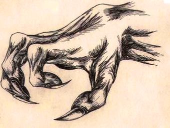 Dragon Claws | Dragon Handbook Wiki | Fandom Ball Sketch, Dragon Claws, Dragon Anatomy, Types Of Dragons, Werewolf Art, Dragon Claw, Arte Obscura, Anatomy Drawing, Dragon Drawing