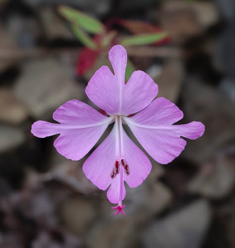 Name: Fairy Fans (Clarkia breweri); Range: California; Height: 20cm; 📸: John Game Funky Florals, Gorgeous Flowers, Garden Flowers, Urban Jungle, A To Z, Types Of Plants, Flowers Nature, Cool Plants, Summer Garden