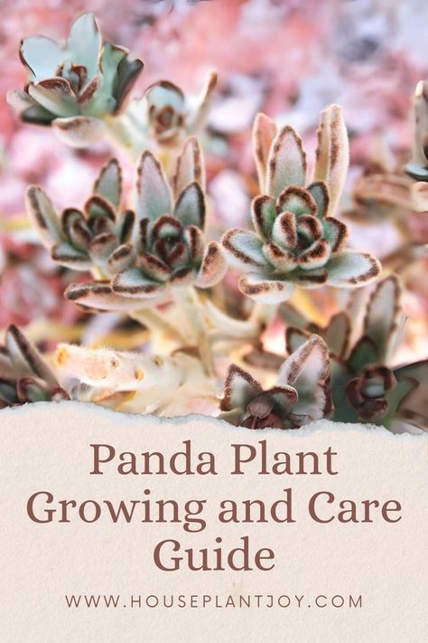 Grow and care for adorable panda plants! 🌿🐼 These low-maintenance succulents are perfect for adding a touch of cuteness to your indoor garden. #PandaPlant #SucculentCare #IndoorPlants 🌟 Panda Plant, Houseplant Care, Plant Growing, Succulent Care, House Plant Care, Indoor Garden, Low Maintenance, Madagascar, Cat Ears