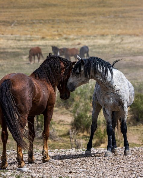 "This fine art paper print, features two wild horses in a gentle embrace in Utah's West desert. Prints are available in multiple sizes, 8\"x10\", 11\"x14\", 20\"x24\", 20\"x30, and printed on Premium Luster paper Free shipping is included within the United States and a rate is calculated automatically for international addresses. (Shown in mockups for reference.  FRAMES NOT INCLUDED) Follow me on Facebook and Instagram, or visit my website, to see more of my photography.  If there is anything on there that you like, and is not available here please contact me and it would be my pleasure to help in any way that I can. Facebook:  www.facebook.com/dtalbotphotography Instagram: www.instagram.com/davidtalbotphotography Website: www.dtalbotphoto.com" Horse Senior Pictures, Wild Horses Mustangs, Wild Horses Photography, Horse Markings, Beautiful Horses Photography, Cute Horse Pictures, Two Wild, Dream Horse, Horse Boarding