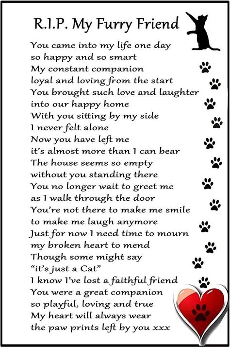 Rip Cat Memories, Cat Passing Quotes, My Cat Died Quotes, Griefing Your Pet Quotes Cat, Lost Cat Quotes, Loss Of A Cat Sayings, Cat Memorial Quotes, Dead Cat Quotes, Loss Of Cat Sympathy