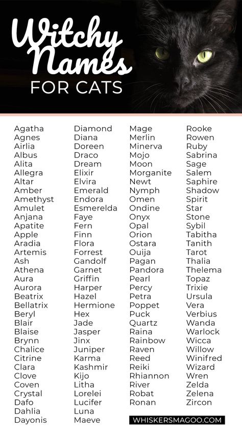 Witchy Names, Names For Cats, Witch Names, Cute Cat Names, Witchy Cat, Söpö Kissa, Best Character Names, Fantasy Names, Aesthetic Names