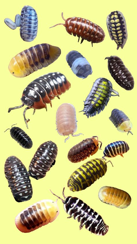 #isopods #isopod #bugs #animals #rolypoly #pillbugs Pet Isopods, Pill Bugs, Egypt Mythology, Pill Bug, Cool Bugs, Clay Stuff, Roly Poly, Beautiful Bugs, Arthropods