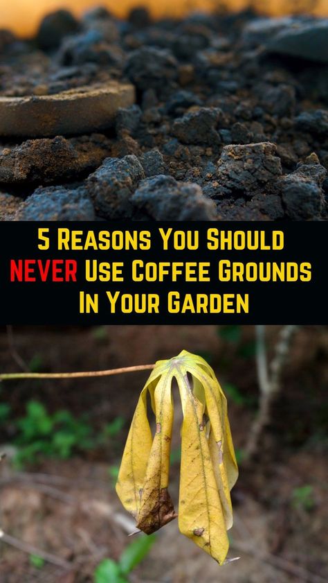 We think that using coffee grounds in the garden is the biggest gardening myth ever told. What do you think? Plants That Like Coffee Grounds, Used Coffee Grounds Uses, Coffee In Garden, Coffee Grounds Uses, Plants That Love Coffee Grounds, Coffee For Plants, What Plants Like Coffee Grounds, Use For Coffee Grounds, Used Coffee Grounds Uses Garden