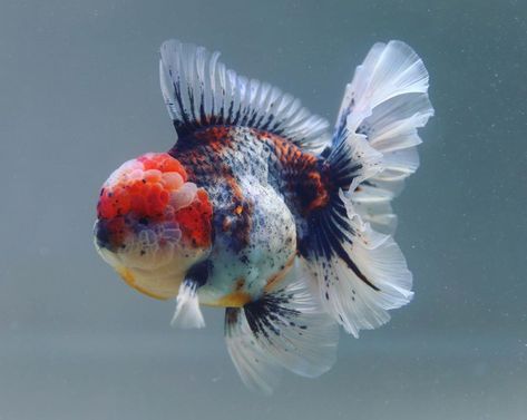 Calico oranda 😊😁 . #goldfish #goldfishkeeper #goldfishtank #goldfishkeepers #goldfishlove #goldfishlover #goldfishworld #goldfishshop… Goldfish Wallpaper, Common Goldfish, Goldfish Types, Goldfish Food, Oranda Goldfish, Pet Goldfish, Fancy Goldfish, Goldfish Tank, Goldfish Pond