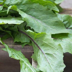 Dandelion Leaf Benefits, Dandelion Greens Recipes, Greens Juice, Benefits Of Dandelion, Dandelion Benefits, Dandelion Greens, Liver Recipes, Dandelion Leaves, Juicy Juice