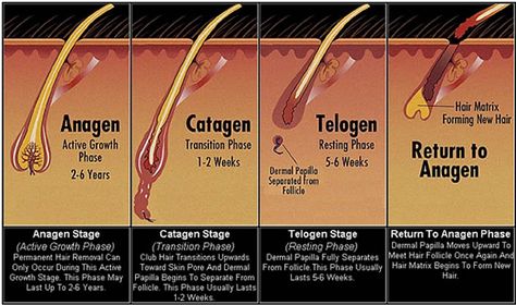 The Hair Growth Cycle http://www.blackhairinformation.com/hair-growth/the-hair-growth-cycle/ Stages Of Hair Growth, Electrolysis Hair Removal, Hair Science, Hair Facts, Hair Growth Cycle, Hair Removal Permanent, Black Hair Care, Natural Haircare, Natural Hair Tips