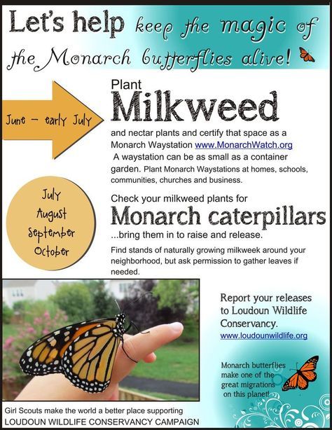 Monarch Migration, Raising Monarch Butterflies, Raising Butterflies, Monarch Butterfly Garden, Butterfly Metamorphosis, Butterfly Garden Plants, Butterfly Gardens, Butterfly Habitat, Milkweed Plant