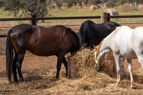 Feeding Horses, Horse Nutrition, Equine Veterinary, Feeding Program, Grass Hay, Veterinary Science, Horse Feed, Feeding Time, High Fiber