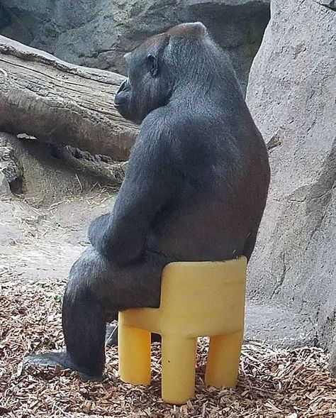 Gorillas Real - Today Photo #photographychallenge... Monkey Pictures, Funny Animal Photos, Monkeys Funny, Love Your Pet, Cute Monkey, 웃긴 사진, Silly Animals, Very Funny Pictures, Funny Reaction Pictures